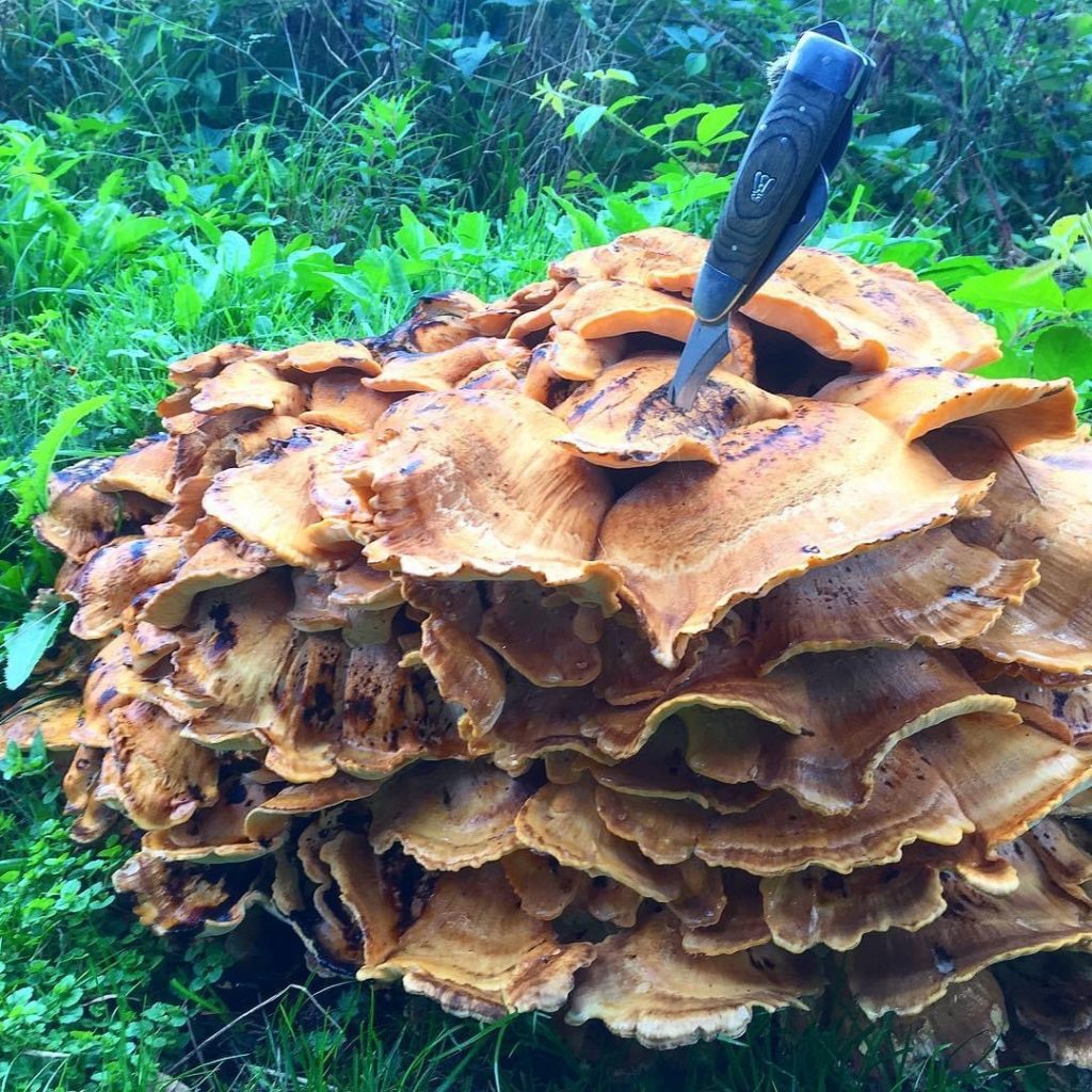 darlene chisholm add huge mushroom head photo