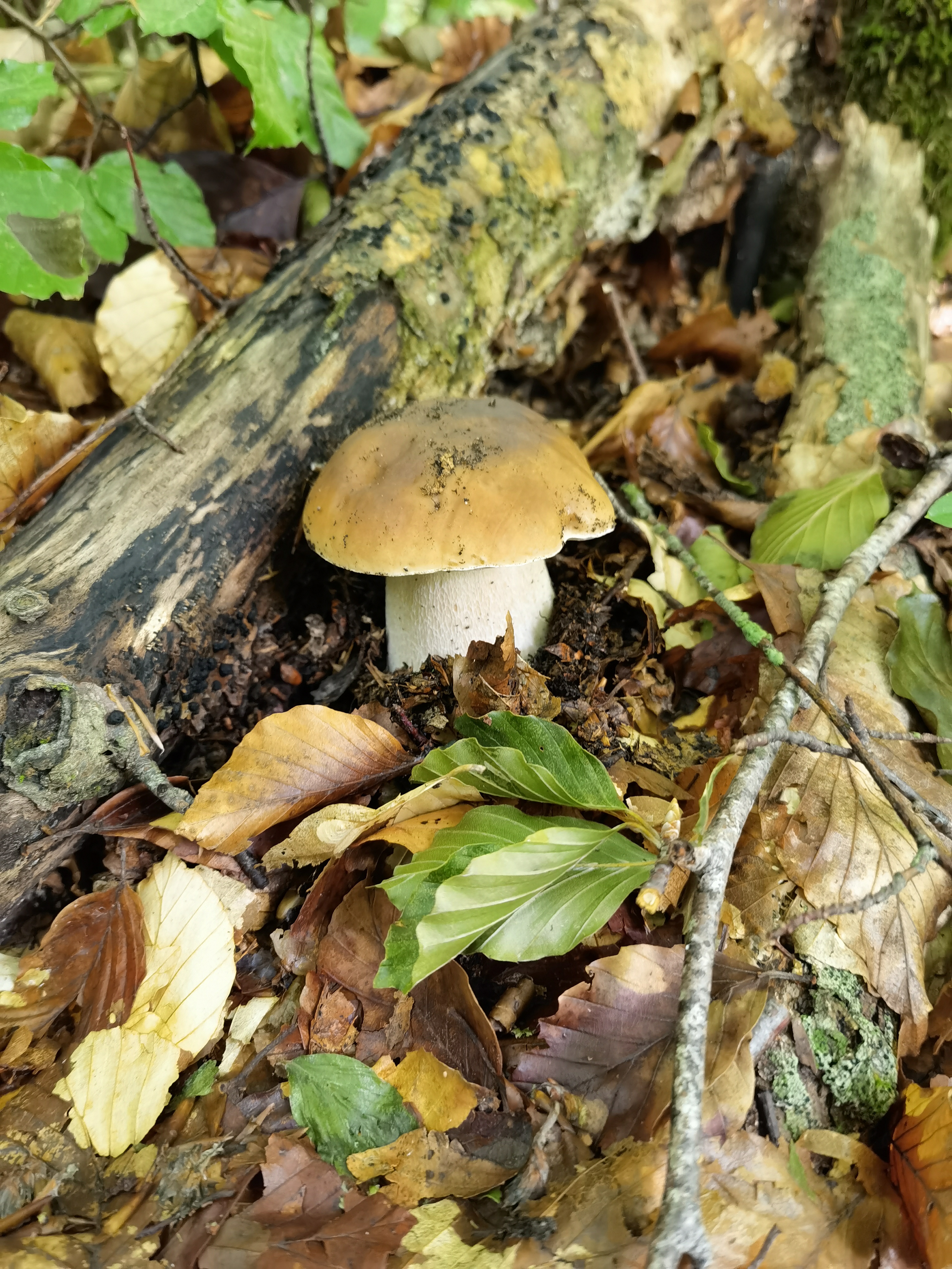 colin creagh add huge mushroom head photo