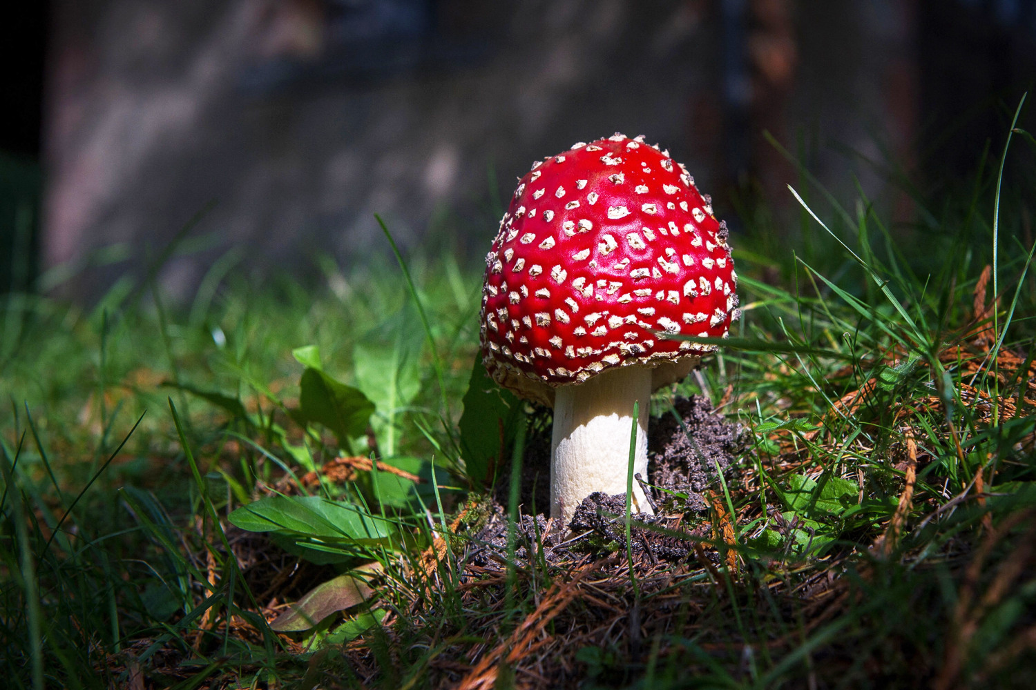 carly mcdonnell add huge mushroom head photo