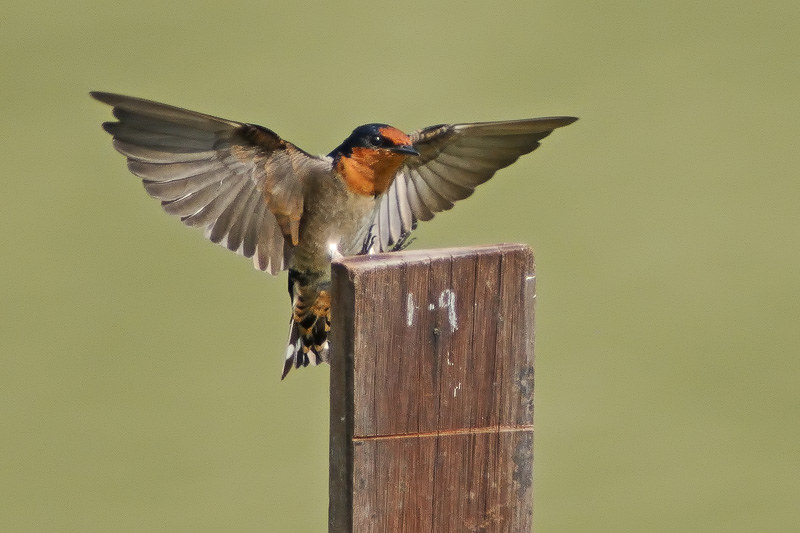 dolores thorson add ts swallow image